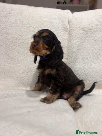 Cocker Spaniel dogs Show cockers champion bloodlines. simbawood lines. - Advert 11