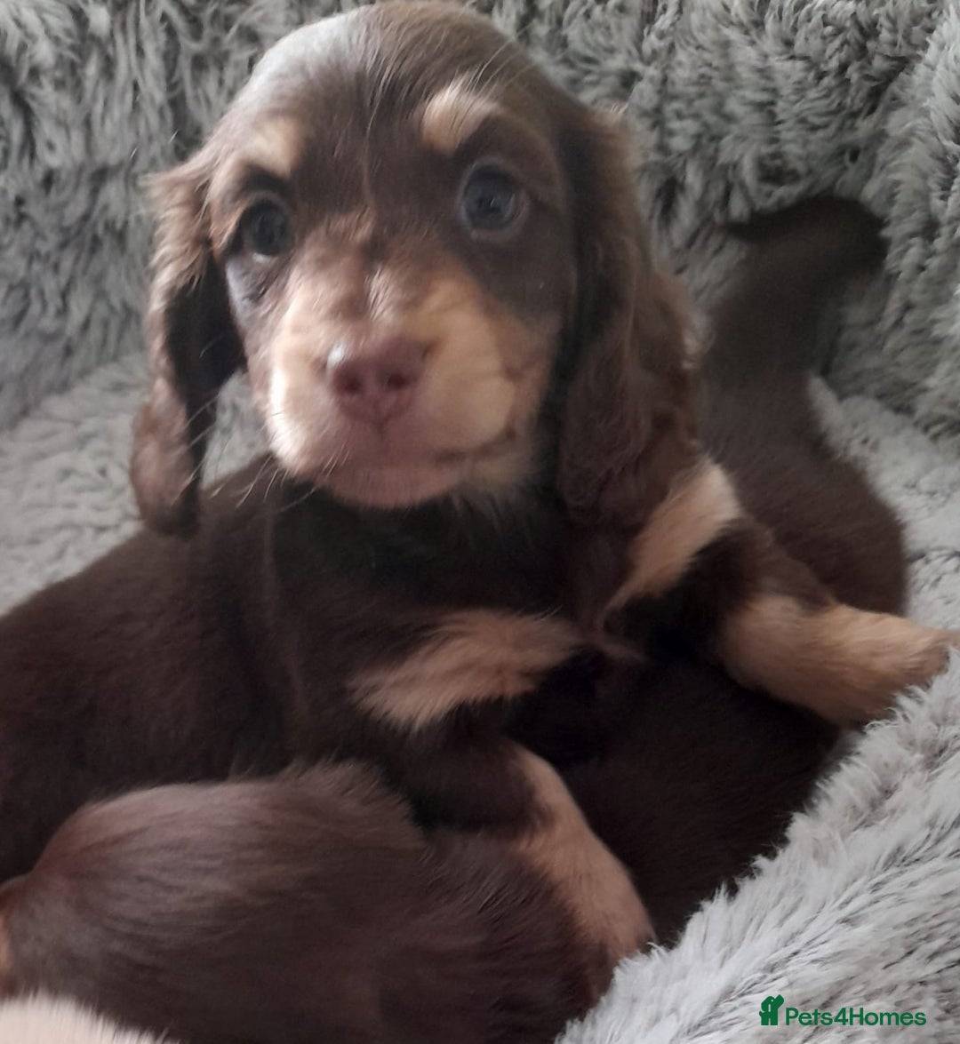 Miniature Dachshund dogs for stud: Stunning L/H mini cream X2 intensity KCreg proven  - Advert 12