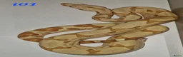 Boa Snake reptiles for sale: CB 2025 Anery 100% het Sharp & 2024 BWC Sunglow - Advert 2