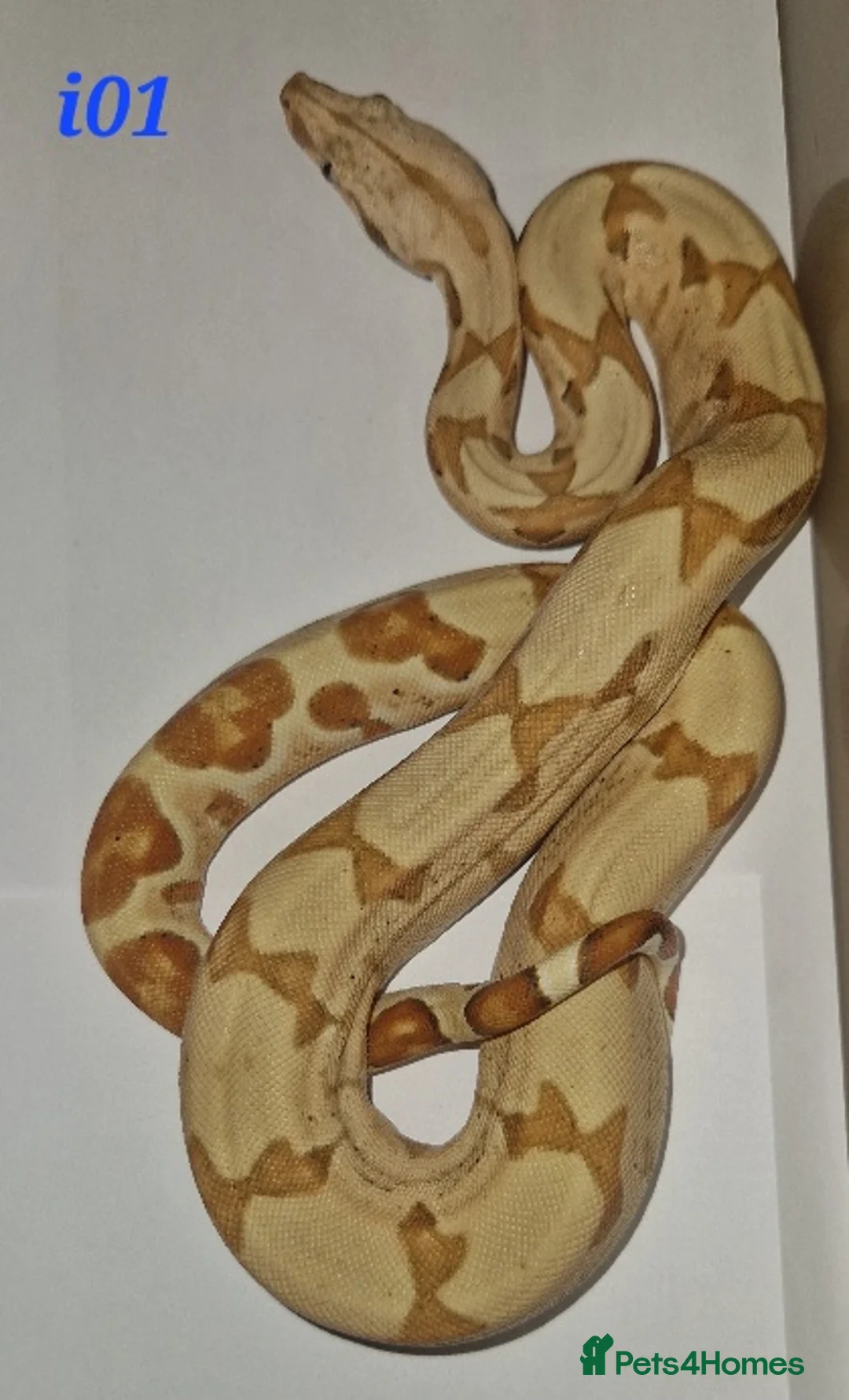 Boa Snake reptiles for sale: CB 2025 Anery 100% het Sharp & 2024 BWC Sunglow - Advert 2