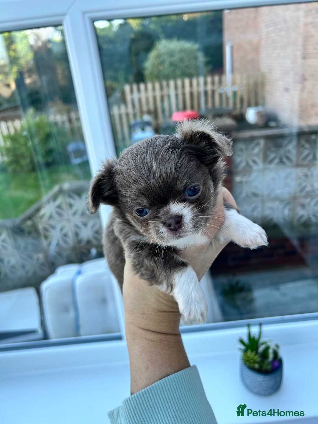 Chihuahua dogs for sale: KC LONG COAT CHIHUAHUAS  - Advert 7