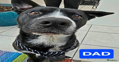 Mixed Breed dogs Short haired Collie pups - Advert 16