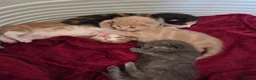 Mixed Breed cats for sale: Kittens for sale in Northwich - Advert 14