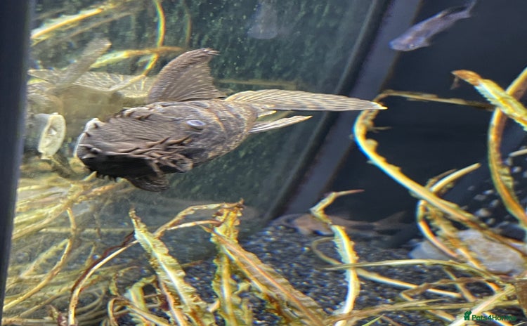 Plecos fish - Advert 6