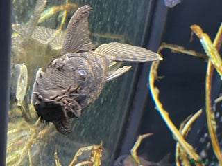 Plecos fish - Advert 6