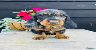 Dachshund dogs in Sudbury - Advert 13