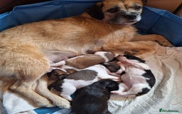 Mixed Breed dogs for sale: Last male pup left. Ready now - Image 8