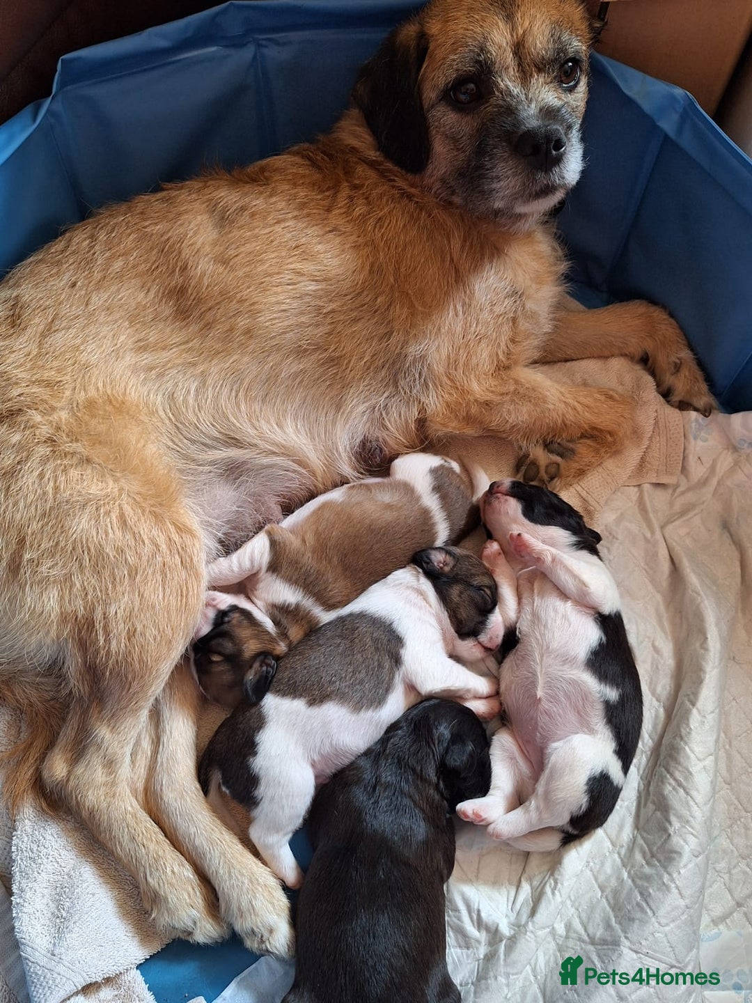 Mixed Breed dogs for sale: Last male pup left. Ready now - Image 8