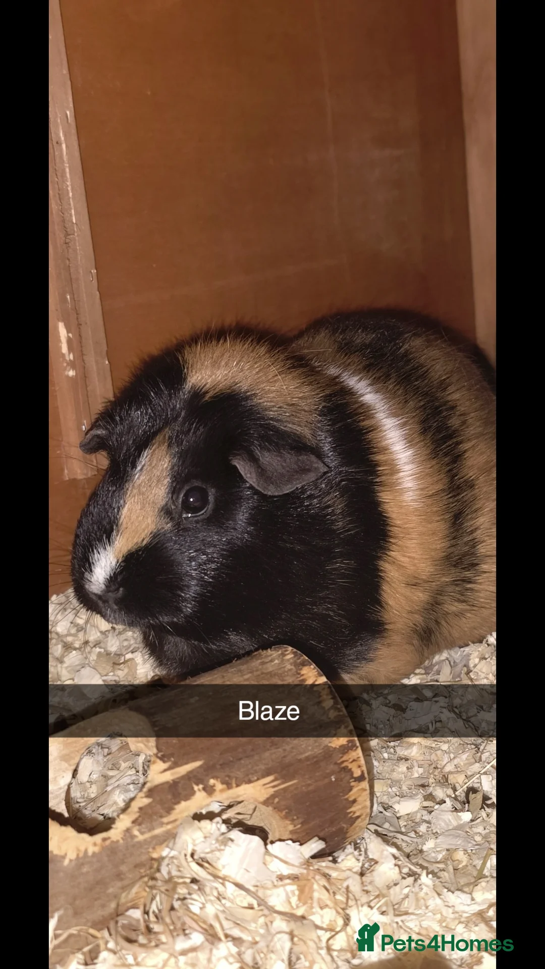Guinea Pig rodents for sale: 2 males 2 females  - Advert 4