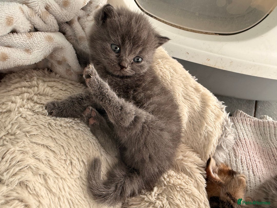 British Shorthair cats for sale: British Shorthhair Kittens  - Image 5