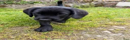 Cockerdor dogs for sale: 3 Cockerdor puppies looking for their forever home - Advert 2
