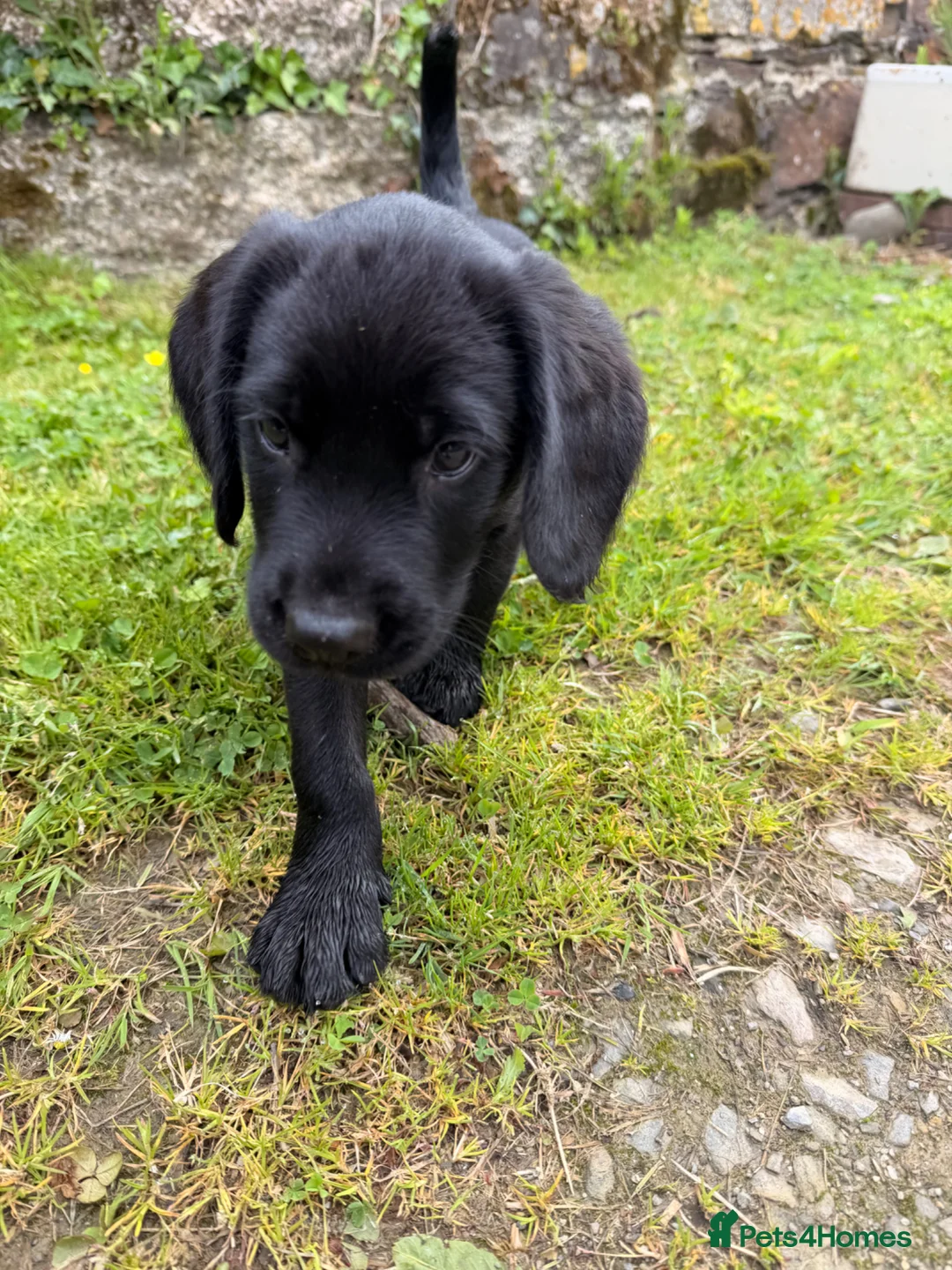 Cockerdor dogs for sale: 3 Cockerdor puppies looking for their forever home - Advert 2