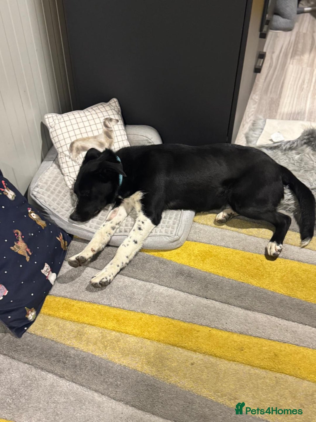 Mixed Breed dogs for adoption: Gorgeous Maylo looking for love - Advert 14