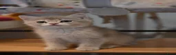 British Shorthair cats for sale: British shorthair blue golden kittens WCF/TICA - Advert 7
