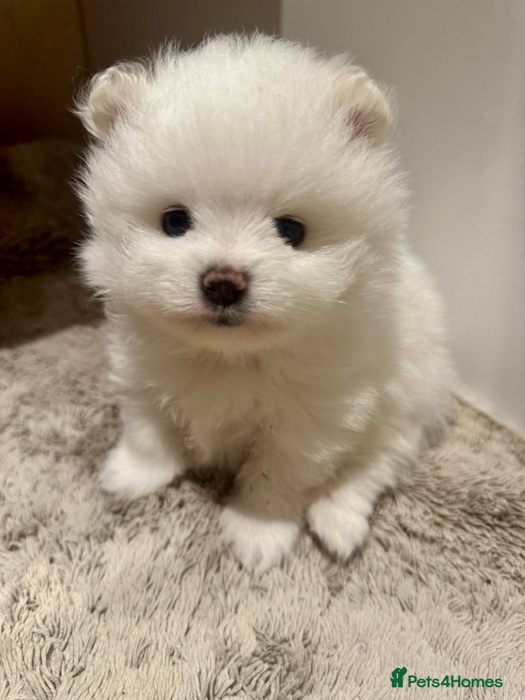 Pomeranian dogs for sale: Stunning KC littler of mini white pom puppy boy - Advert 5