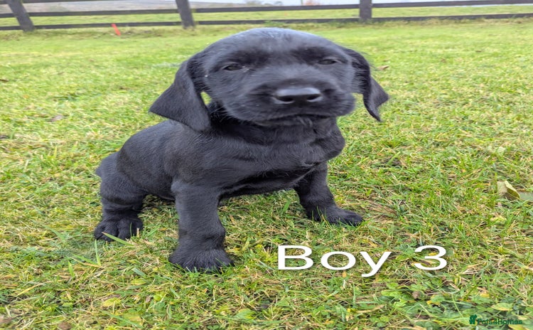 Mixed Breed dogs Pointer /Labrador puppies - Advert 1
