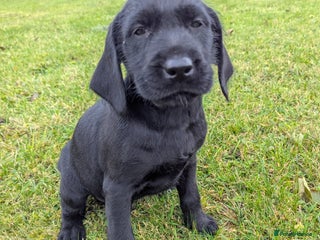 Mixed Breed dogs Pointer /Labrador puppies - Advert 1