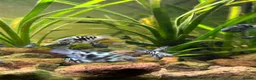 Cichlids fish for sale: DISCOUNT - POLAR BLUE CICHLIDS FRY - Advert 23