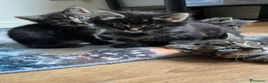 Norwegian Forest Cat 3