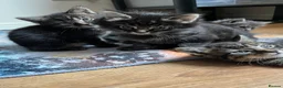Norwegian Forest Cat cats for sale: Norwegian & American Bobtail Healthy Kittens 🐱 ✨✨ in Attleborough - Advert 4