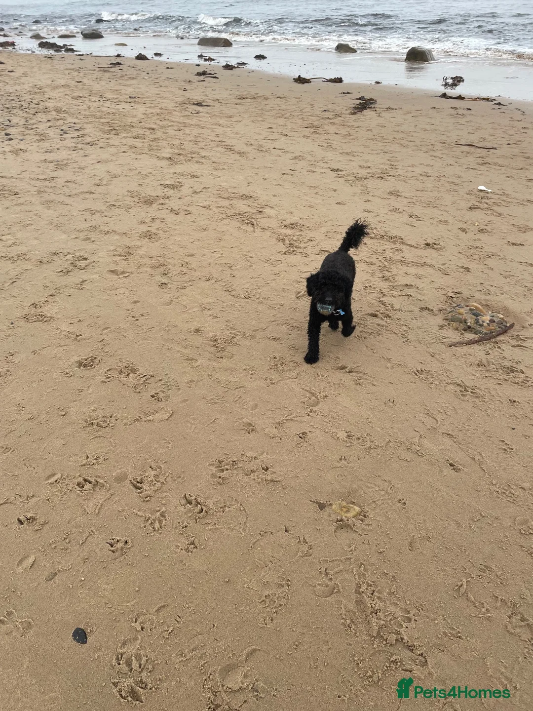 Cockapoo dogs for sale: Cockapoo male. Jet. 3 years old  in Newcastle upon Tyne - Advert 10