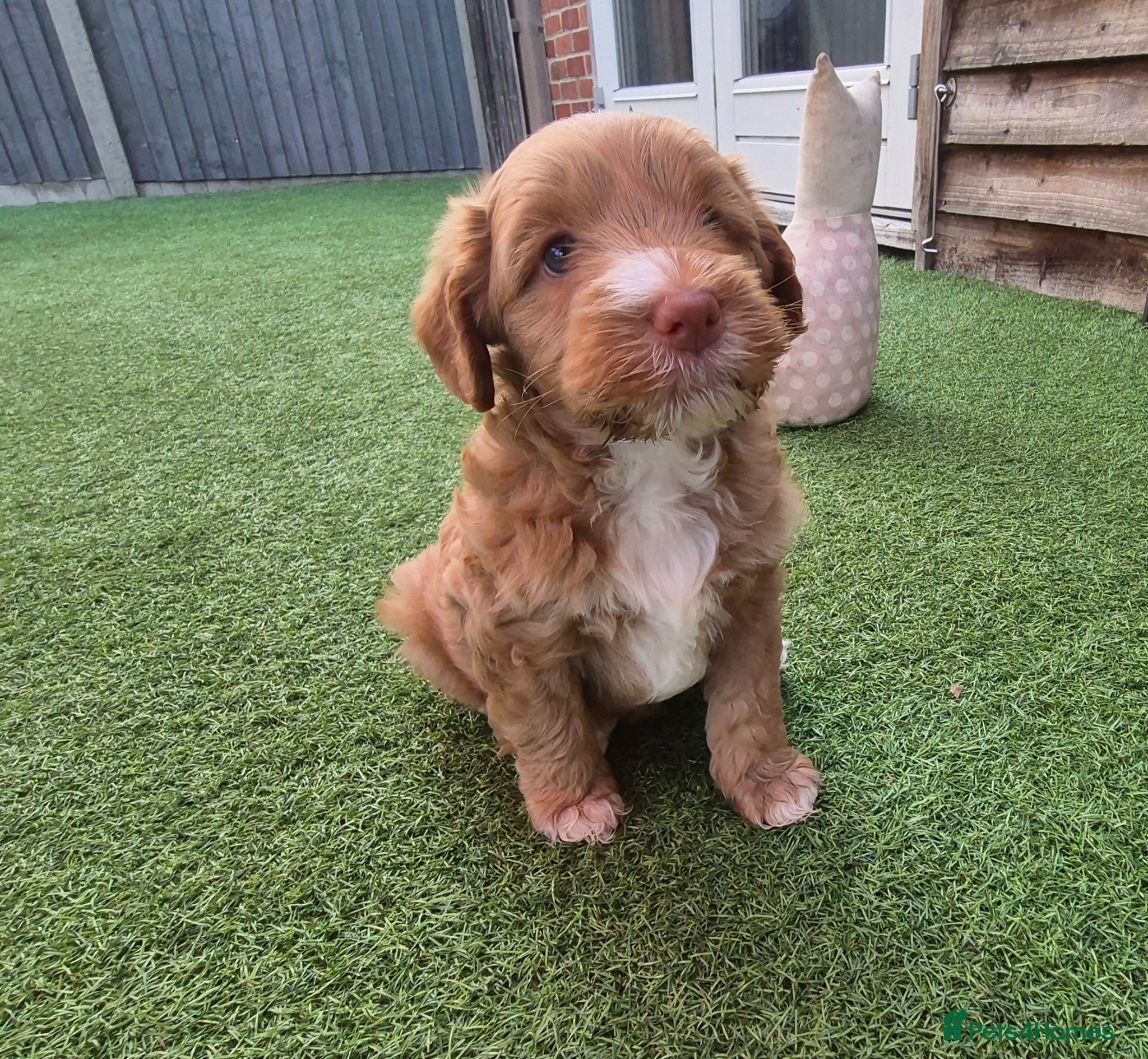 Australian Labradoodle dogs Australian Medium Labradoodles - Advert 1