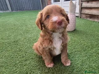 Australian Labradoodle dogs Australian Medium Labradoodles - Advert 1
