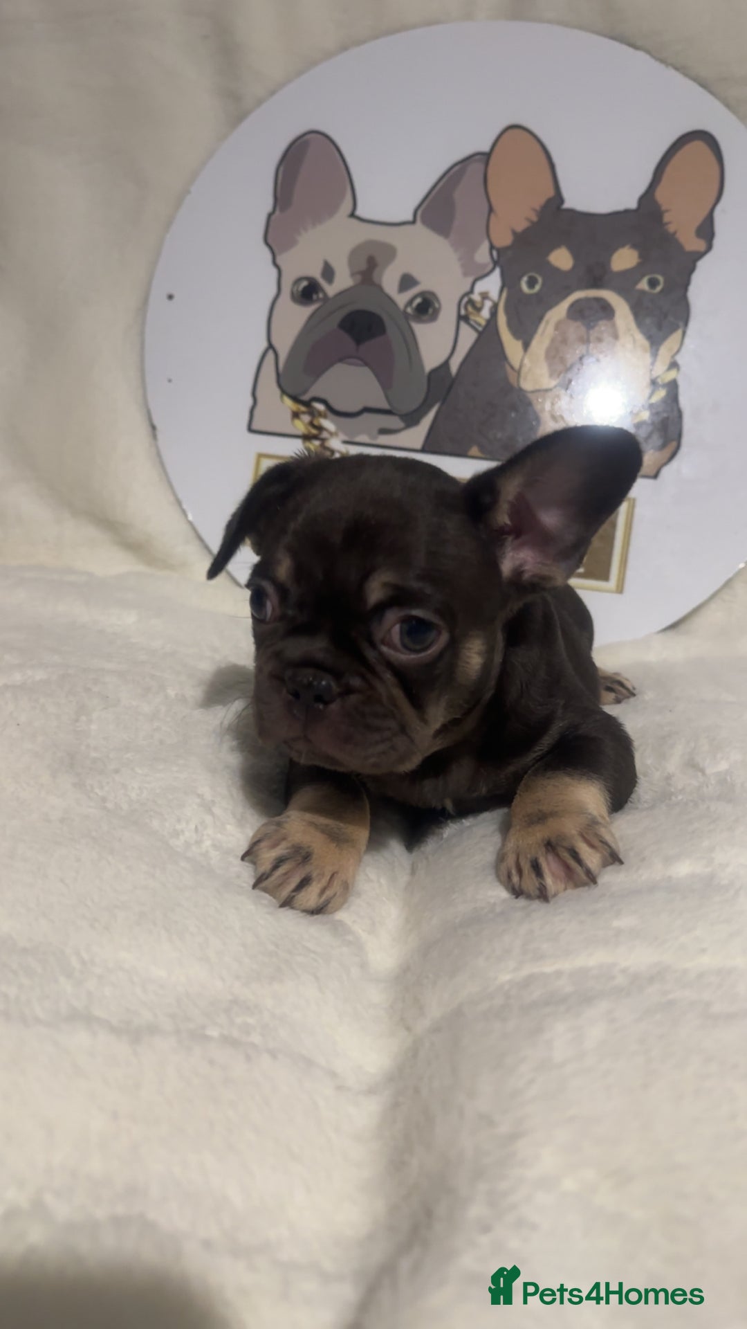 French Bulldog dogs for sale: French Bulldog puppies for sale - Image 17