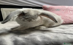 English Lop rabbits for sale: grey lop for sale  - Image 3