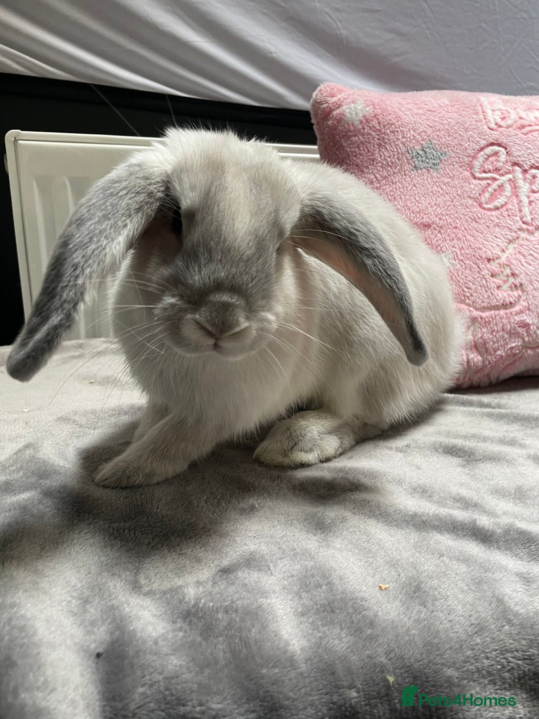 English Lop rabbits for sale: grey lop for sale  - Image 3