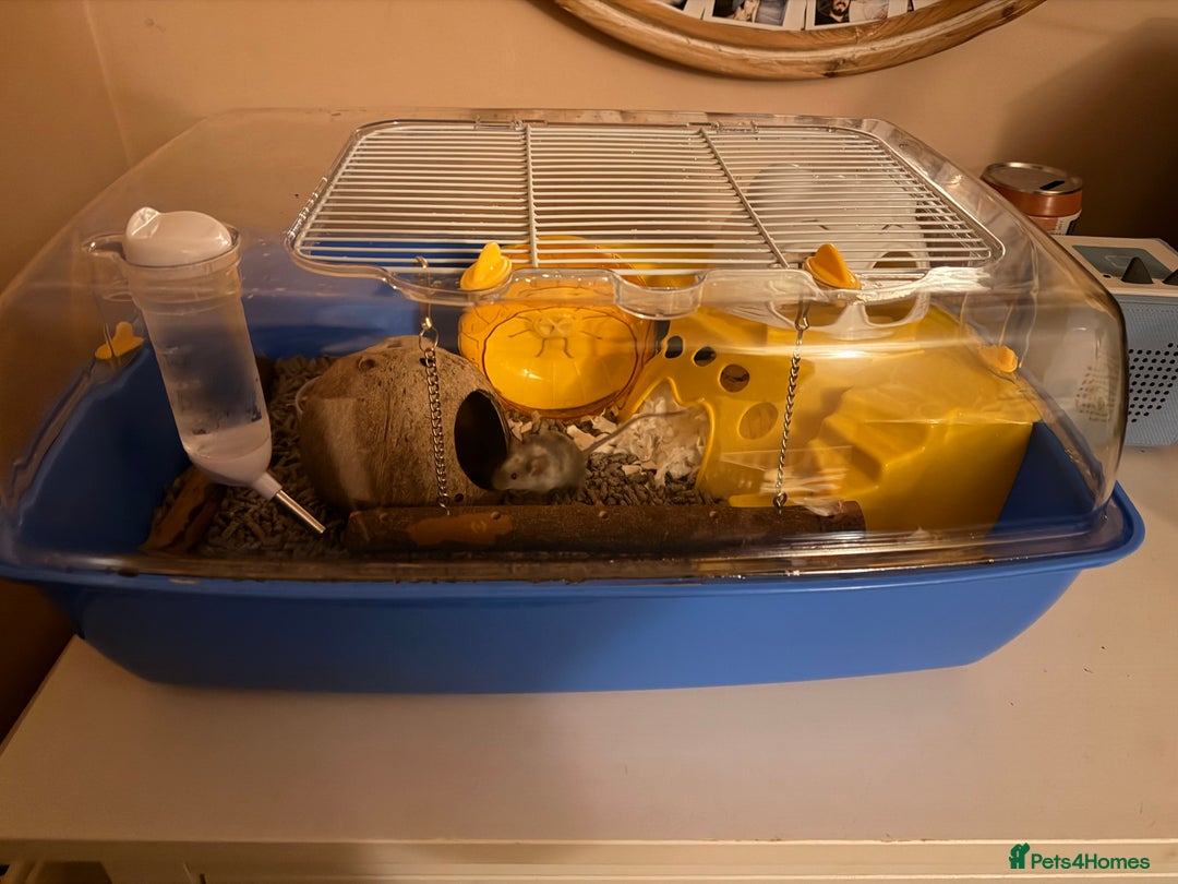 Mouse rodents for sale: 2 female mice with cage and food - Advert 3