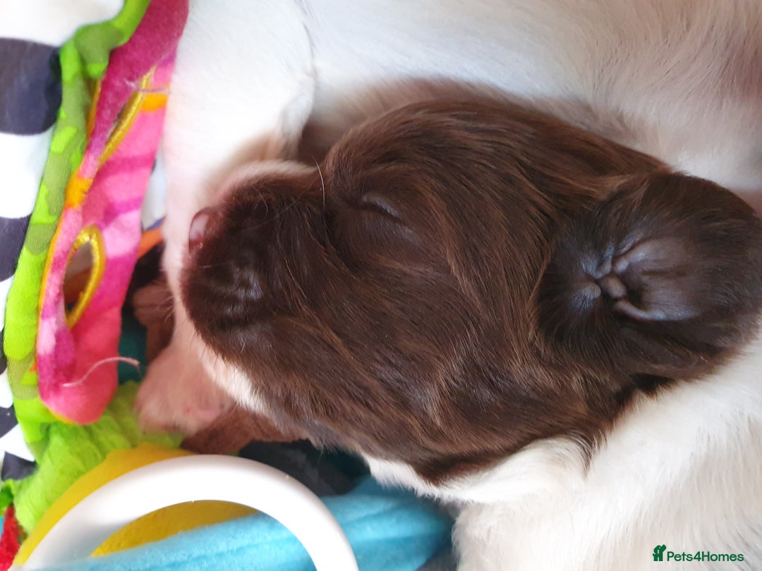 English Springer Spaniel dogs for sale:   English Springer Spaniel puppies  - Image 8