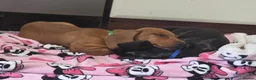 Dachshund dogs for sale: 2 male Dachshunds in Derby - Advert 10