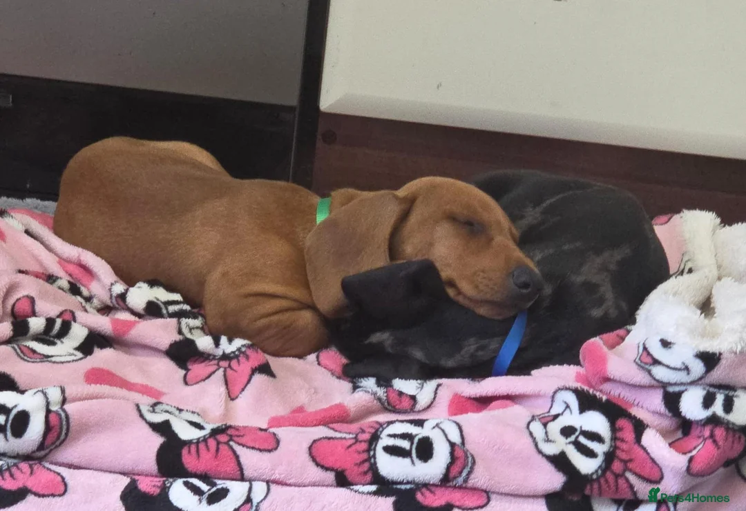 Dachshund dogs for sale: 2 male Dachshunds in Derby - Advert 10
