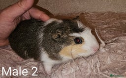 Guinea Pig rodents for sale: 7 Week Old Baby Guinea Pigs - Image 2