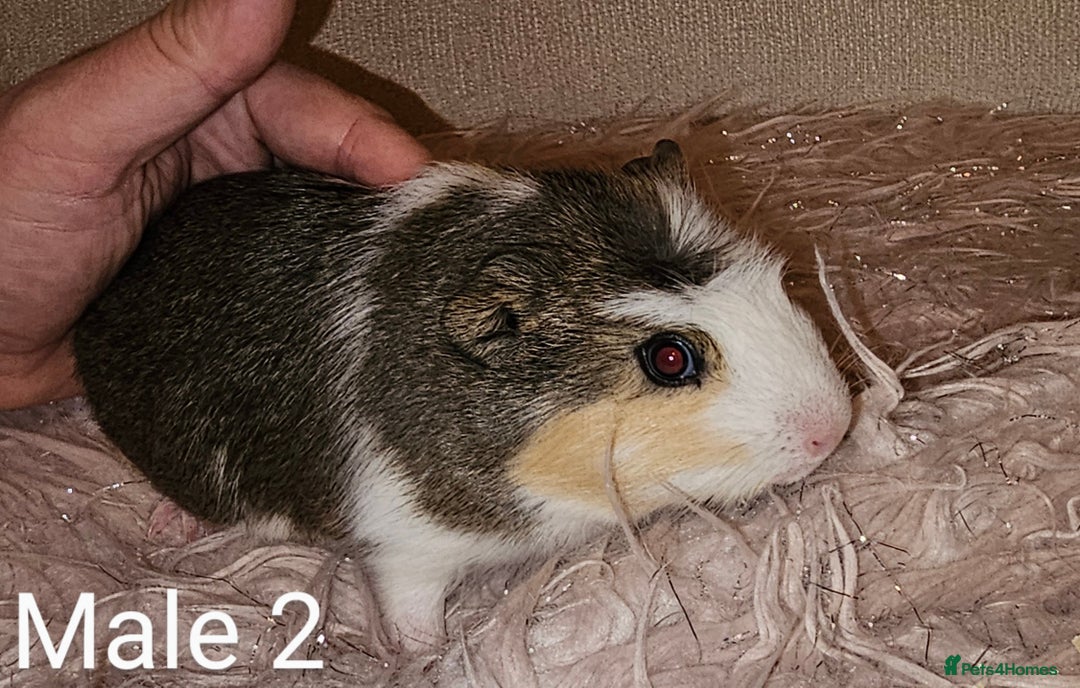 Guinea Pig rodents for sale: 7 Week Old Baby Guinea Pigs - Image 2
