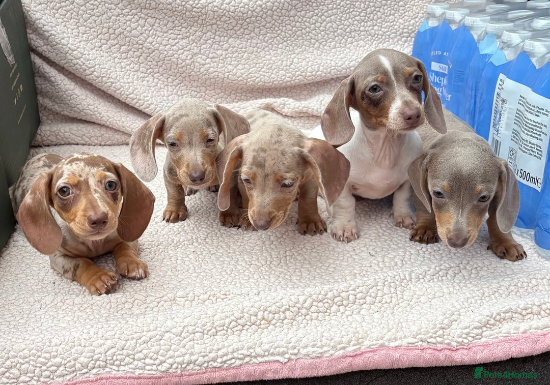 Miniature Dachshund dogs for sale: Fully vac RAINBOW MIX MINI DAXI KC REG PRA CLR - Image 4