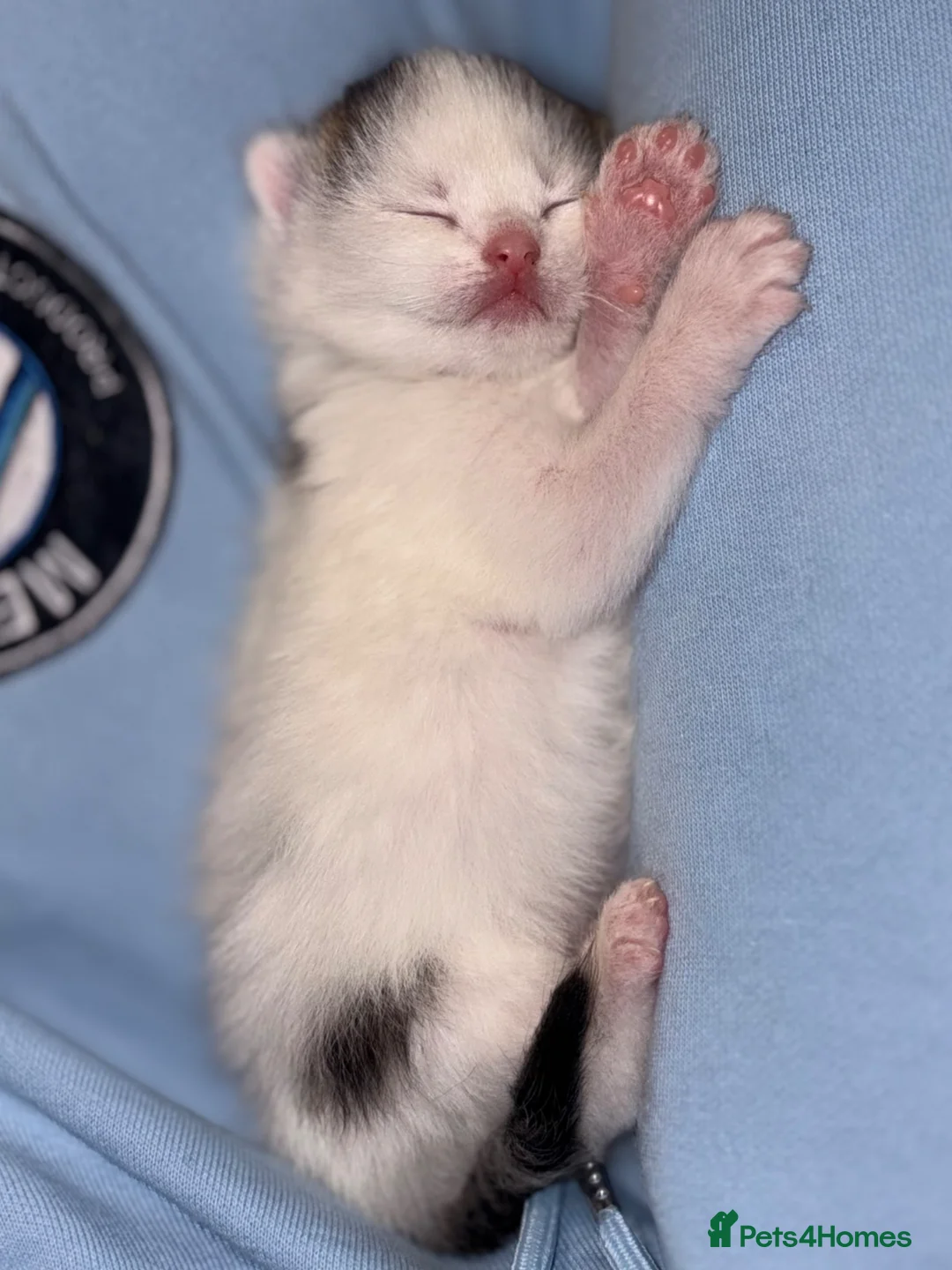 Domestic Shorthair cats for sale: Beautiful Domestic Shorthair x Tabby Kitten in Birmingham - Advert 1