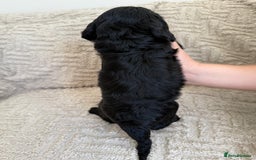 Cockapoo dogs for sale: Stunning F1B Merle Cockapoo Puppies!!!! - Image 37