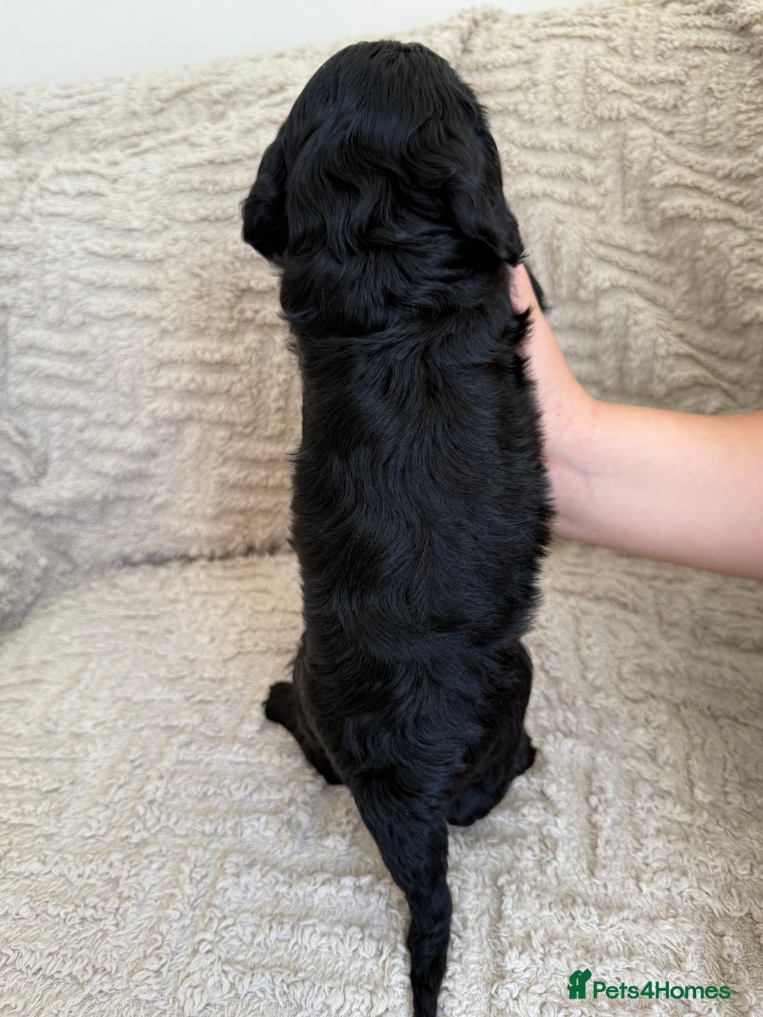 Cockapoo dogs for sale: Stunning F1B Merle Cockapoo Puppies!!!! - Image 37
