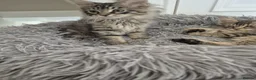Maine Coon cats for sale: 2 Beautiful Maine Coon Kittens Ready Now  - Advert 10