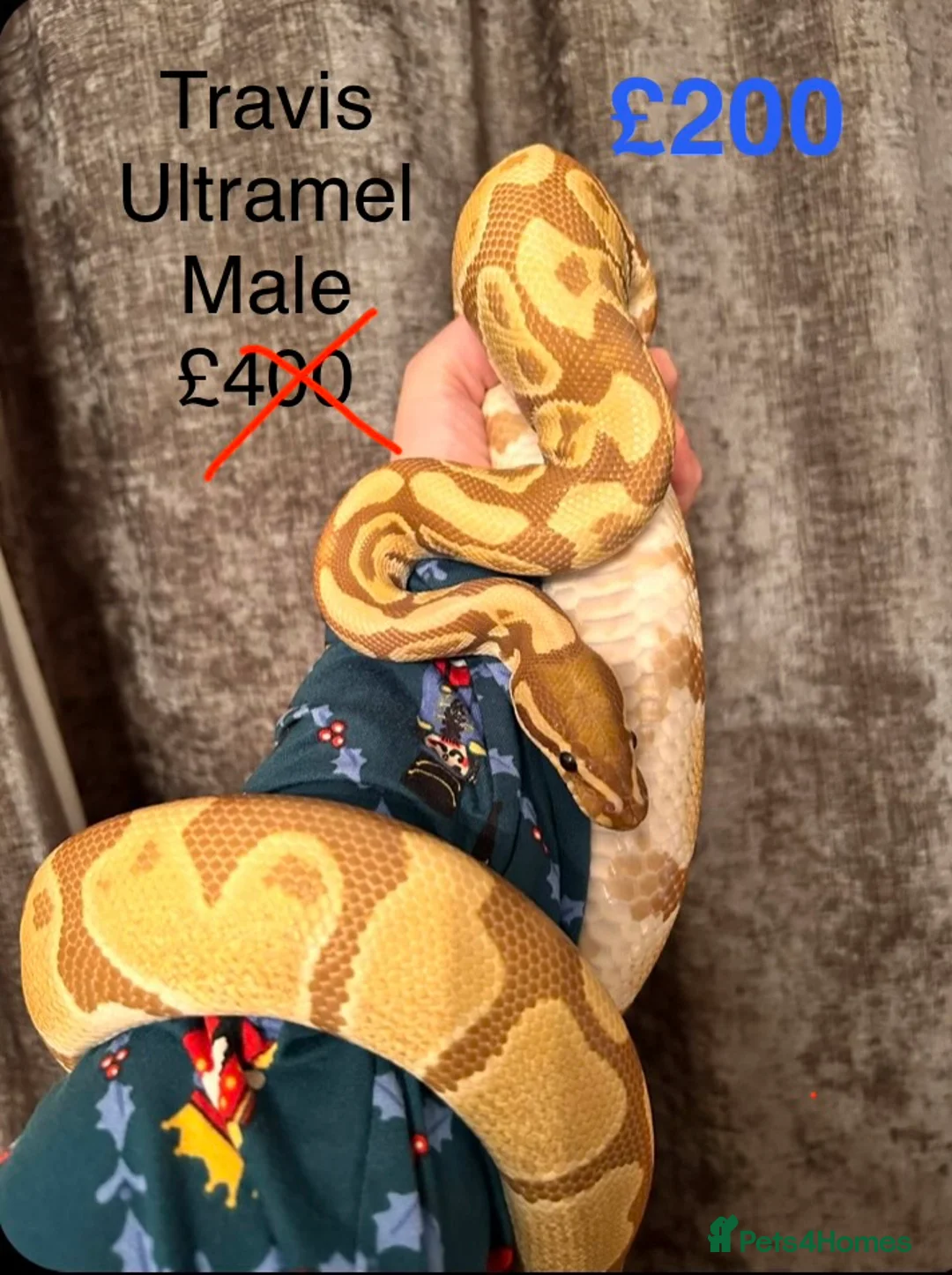 Python Snake reptiles for sale: Royal Pythons in Oldham - Advert 6