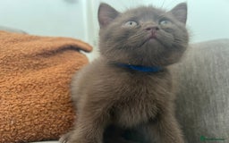 British Shorthair cats for sale: British shorthair kittens - Image 4