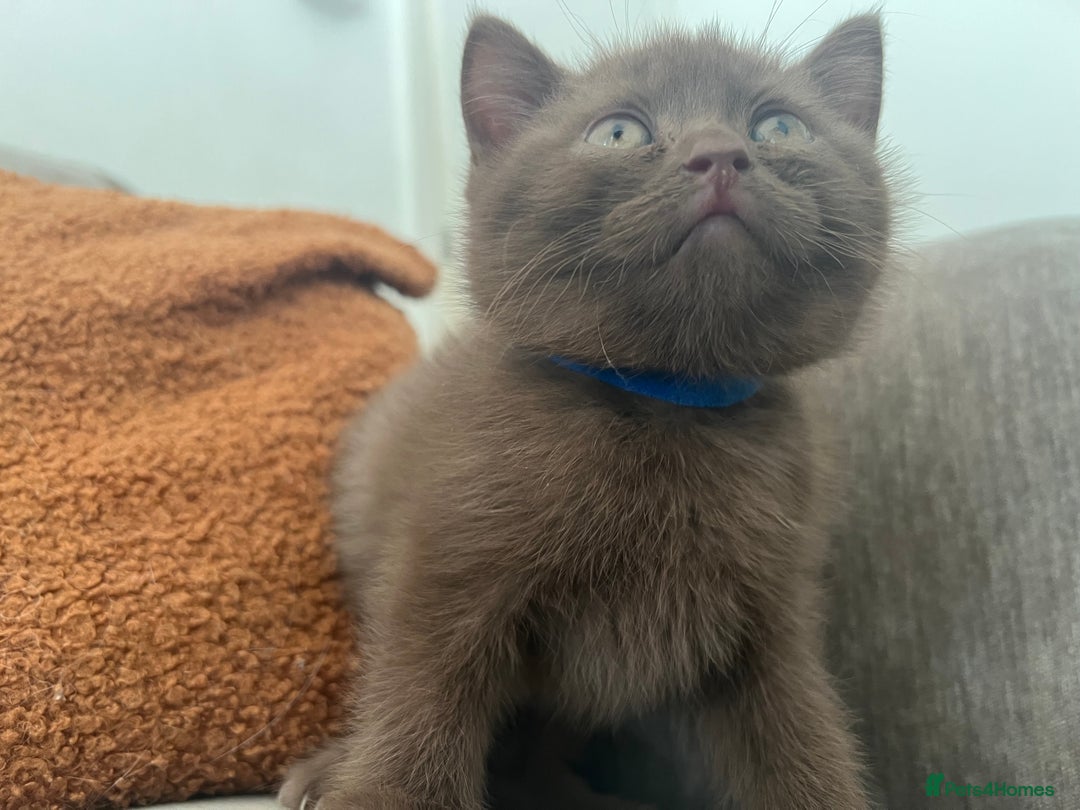 British Shorthair cats for sale: British shorthair kittens - Image 4