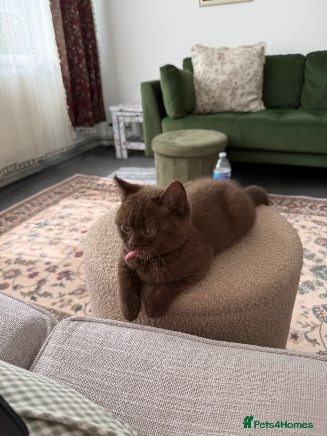 British Shorthair cats for sale: Stunning Cinnamon British Shorthair Male Kitten - Advert 2