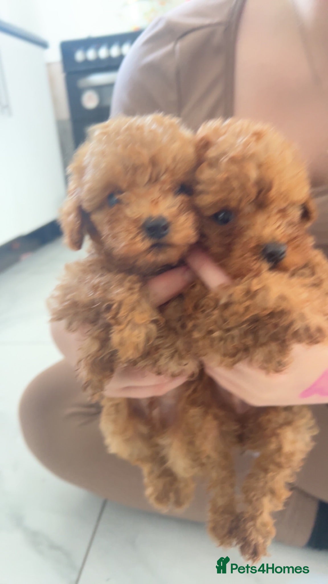 Toy Poodle dogs  Red Toy poodle - Advert 1