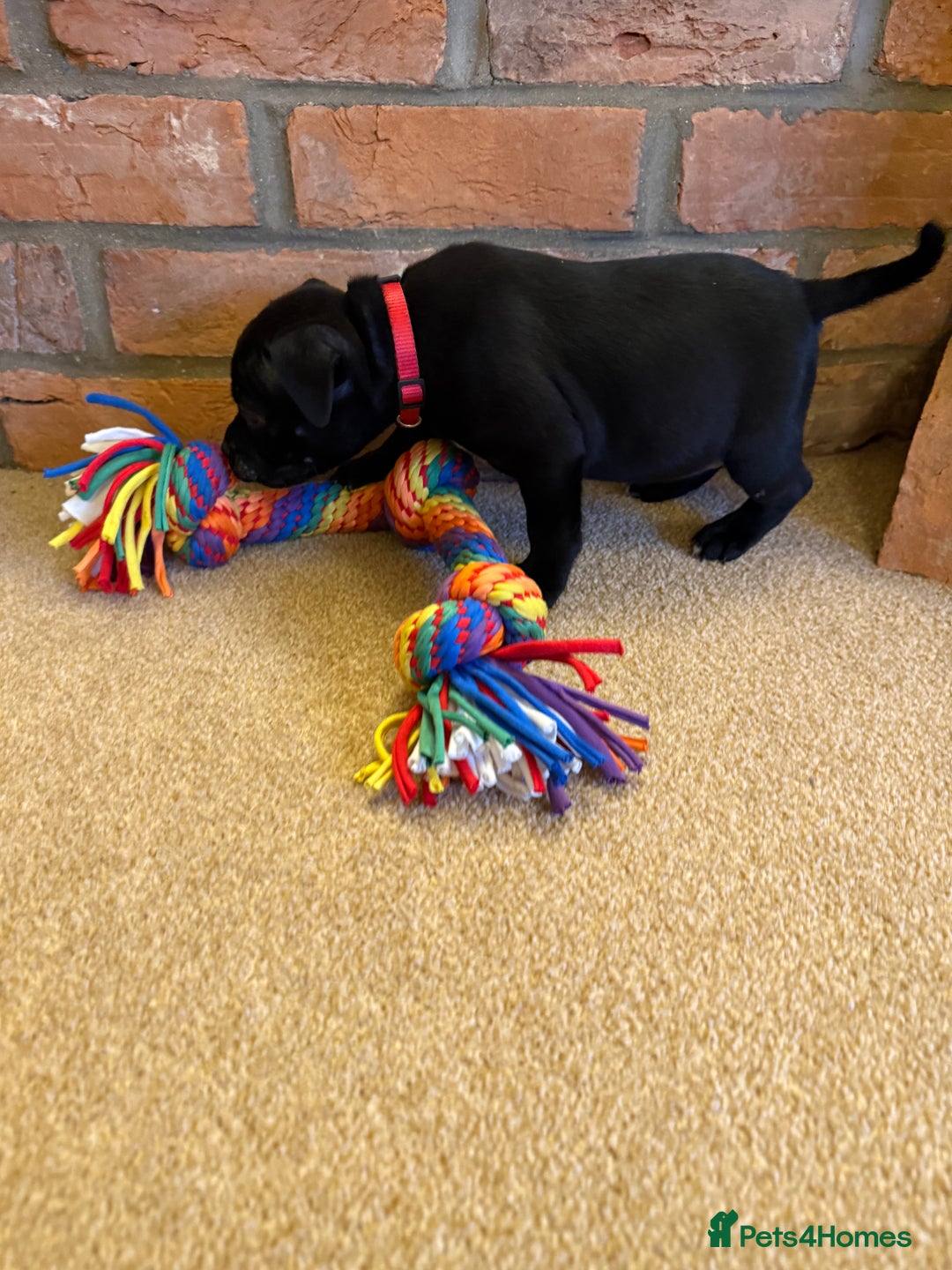 Staffordshire Bull Terrier dogs for sale: Health Tested Clear Staffordshire Bull Terrier's - Advert 14