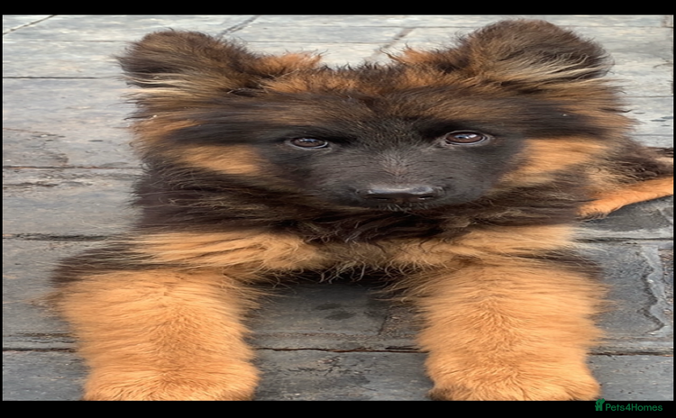 German Shepherd dogs - Advert 1