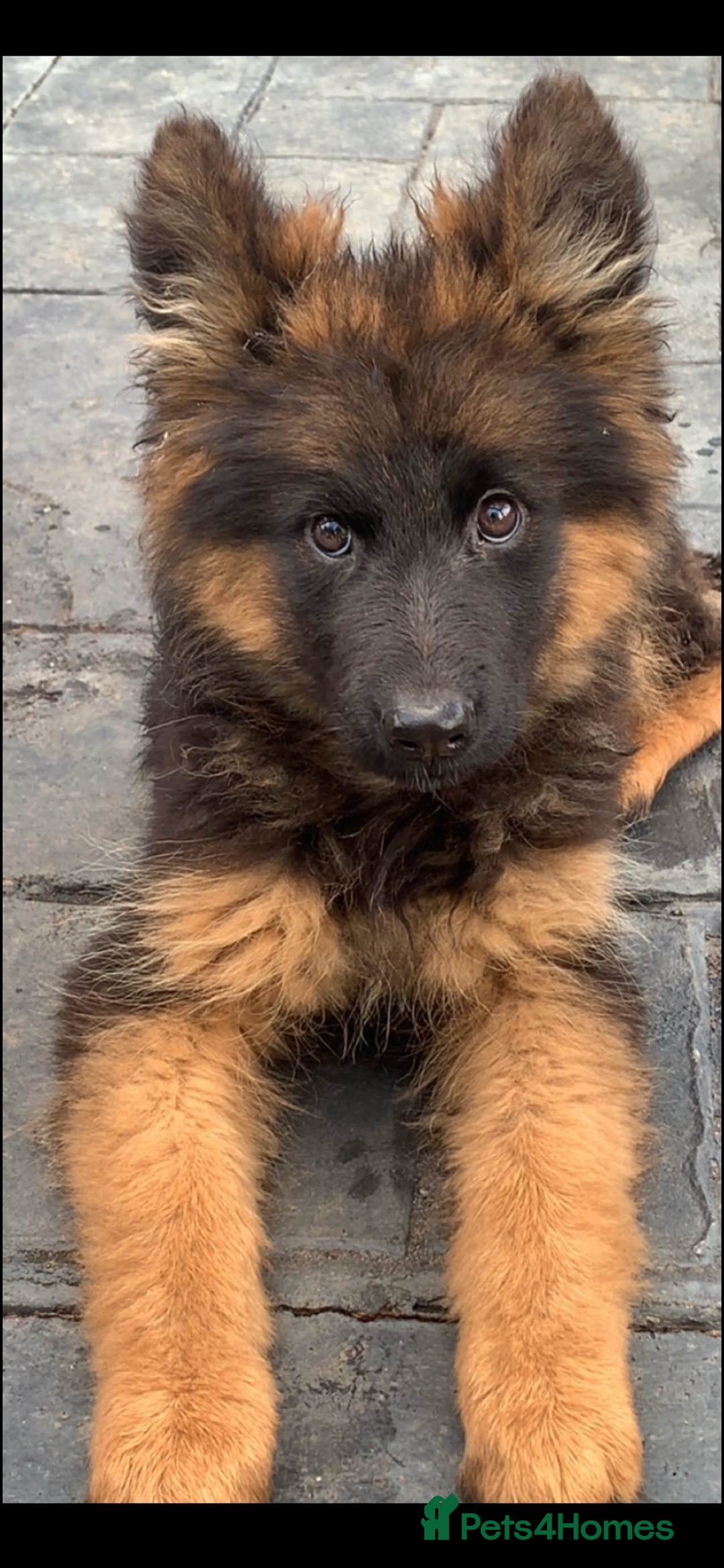 German Shepherd dogs for sale: German shepherd puppies for sale  - Image 1