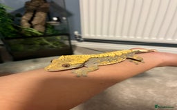 Gecko reptiles for sale: Geckos for sale with tank - Image 5